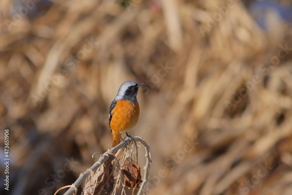 Obraz 枯れ枝にとまる冬鳥のジョウビタキ