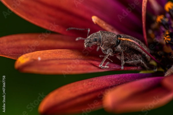 Fototapeta broad nose weevil closeup on a flower