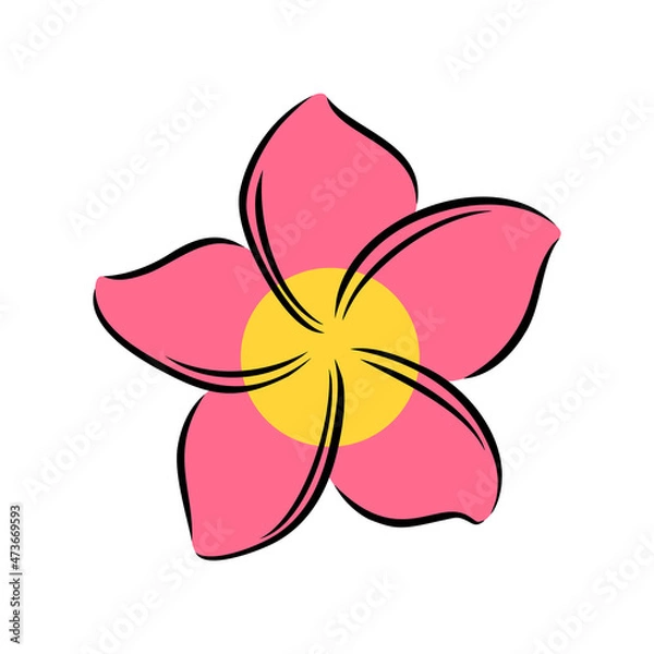 Fototapeta Frangipani or plumeria exotic summer flower. Engraved frangipani isolated in white background. Outline vector illustration