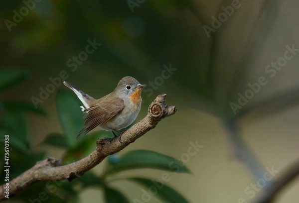 Obraz 尾っぽを上げてたたずむオジロビタキ