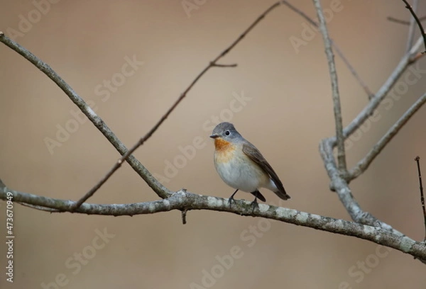 Obraz 木の枝にたたずむ小鳥オジロビタキ