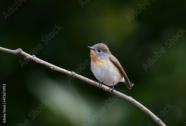 Obraz かわいいオジロビタキ