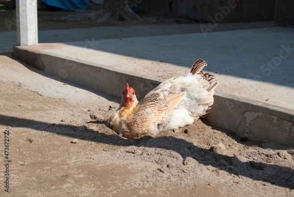 Obraz chicken on a farm