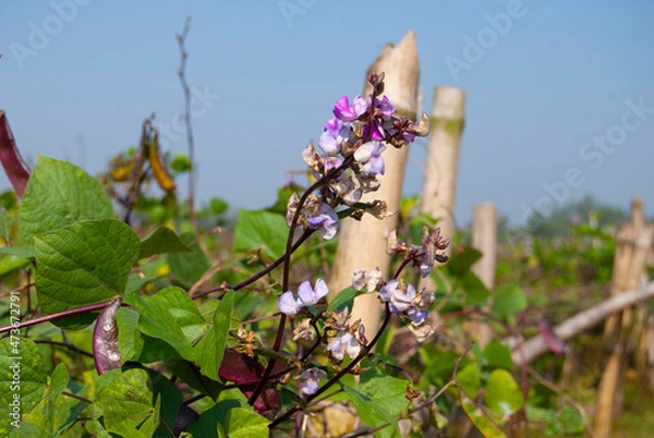 Obraz flowers in the garden