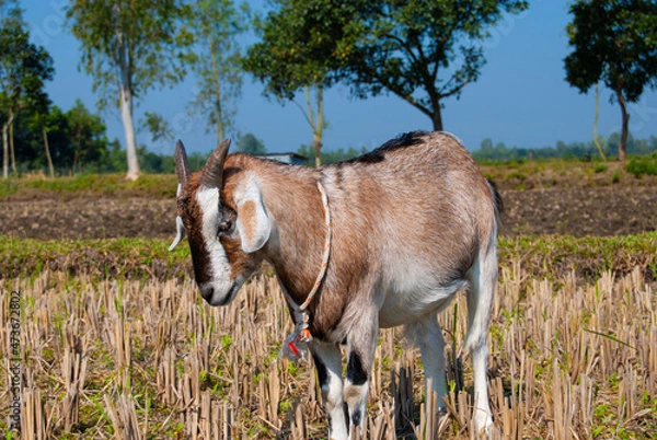 Obraz goat in the field