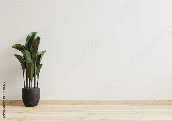 Obraz Empty room white walls with beautiful plants sideways on the floor.3d rendering.