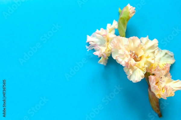 Obraz Bright flowers of gladiolus on a blue background. Summer background with flowers. With free space for text