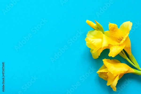 Obraz Bright flowers of gladiolus on a blue background. Summer background with flowers. With free space for text