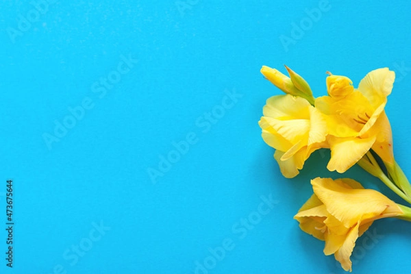 Fototapeta Bright flowers of gladiolus on a blue background. Summer background with flowers. With free space for text