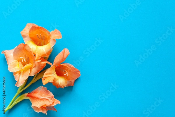 Obraz Bright flowers of gladiolus on a blue background. Summer background with flowers. With free space for text