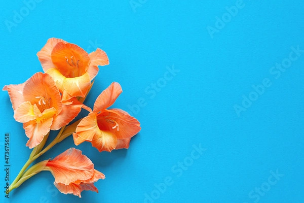 Obraz Bright flowers of gladiolus on a blue background. Summer background with flowers. With free space for text