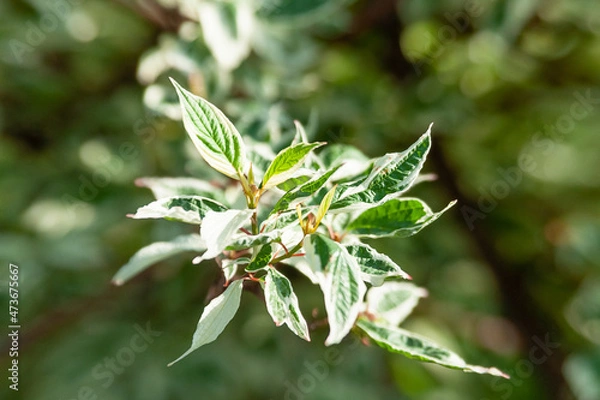 Fototapeta A branch of a deren with variegated leaves on the background of a summer garden. Derain white Elegantissima