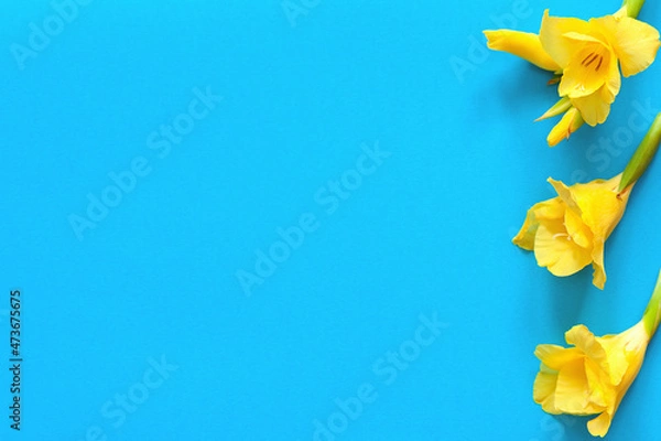 Obraz Bright flowers of gladiolus on a blue background. Summer background with flowers. With free space for text