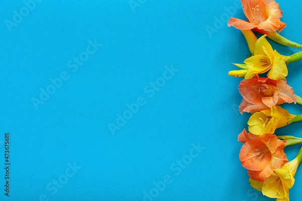 Obraz Bright flowers of gladiolus on a blue background. Summer background with flowers. With free space for text