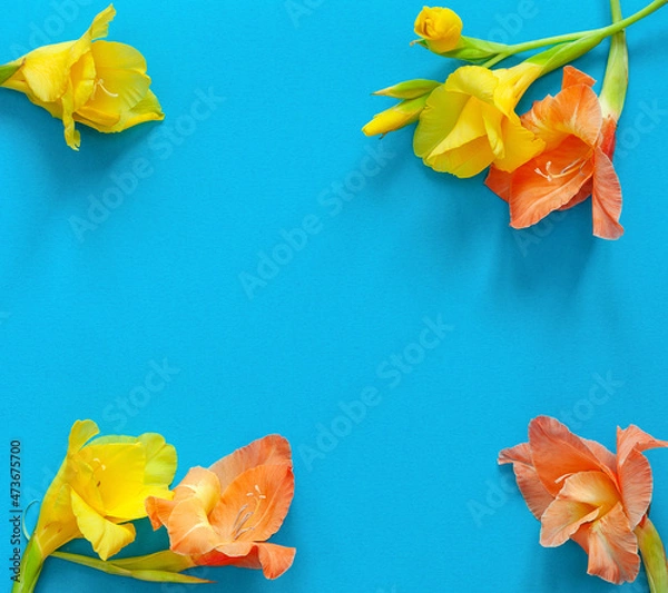 Obraz Bright flowers of gladiolus on a blue background. Summer background with flowers. With free space for text