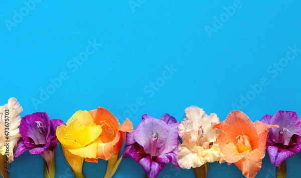 Obraz Bright flowers of gladiolus on a blue background. Summer background with flowers. With free space for text
