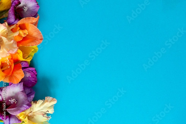 Obraz Bright flowers of gladiolus on a blue background. Summer background with flowers. With free space for text