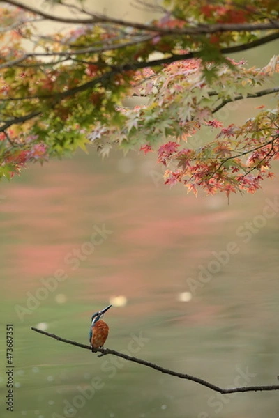 Obraz 紅葉のもみじを枯れ枝から見上げるカワセミ