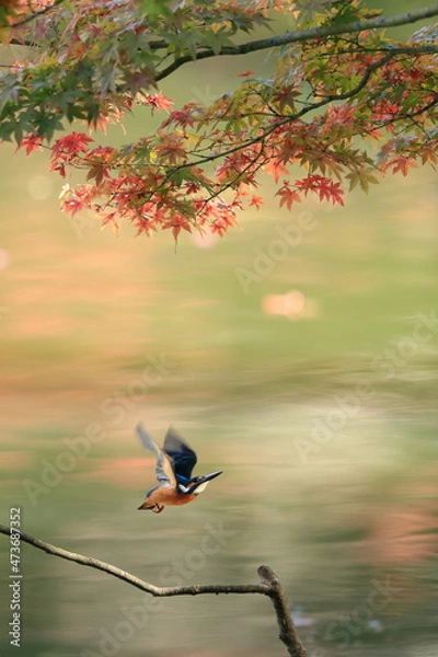 Obraz 紅葉の中を飛び立つカワセミ