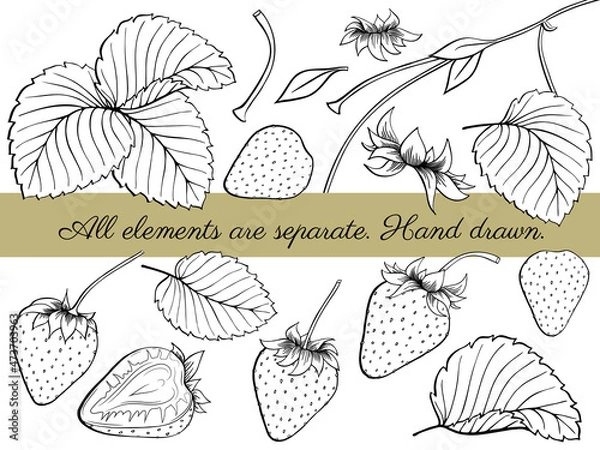 Fototapeta Set of fresh strawberry. Collection of ripe berry, leaves, leaf, plant, half, slice, seeds. Outline freehand drawn. Vector illustration isolated on white background. Separate object Coloring book page