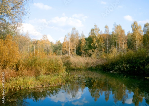 Obraz autumn in the forest