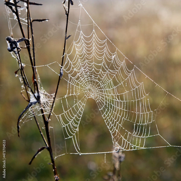 Obraz spider web with dew drops