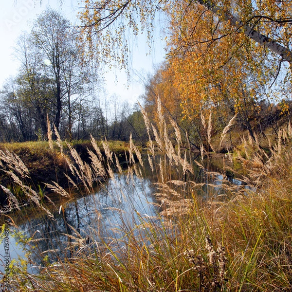 Obraz autumn in the forest