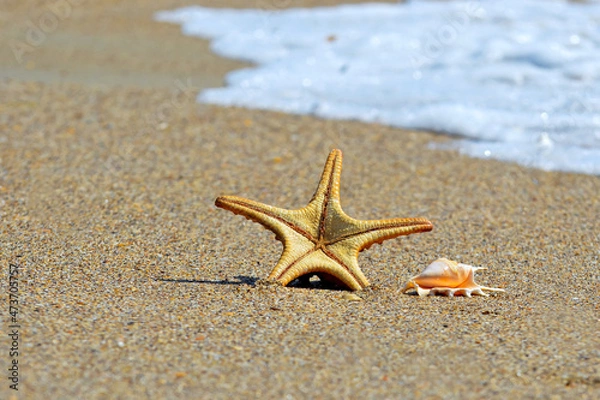 Obraz Star fish and seashell on the beach and the sea background