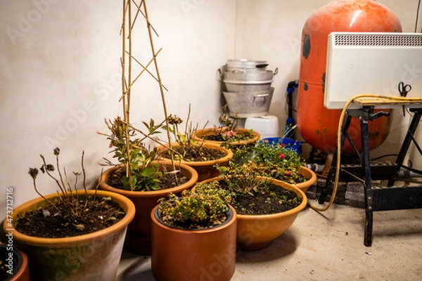 Obraz flower pots with flowers in the cellar