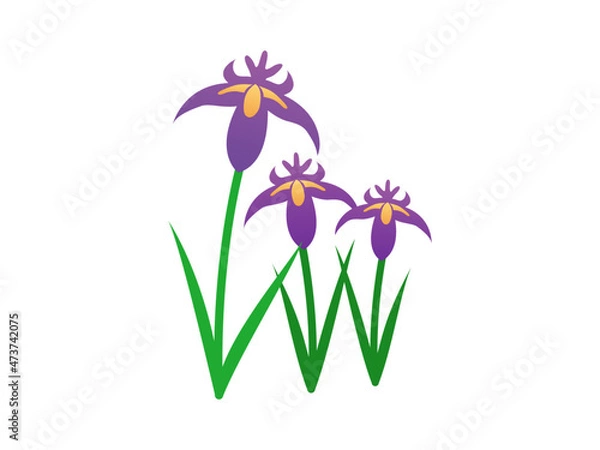 Obraz アヤメ カキツバタ ハナショウブ 菖蒲 ショウブ 花