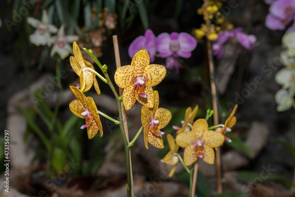 Obraz yellow orchid flower