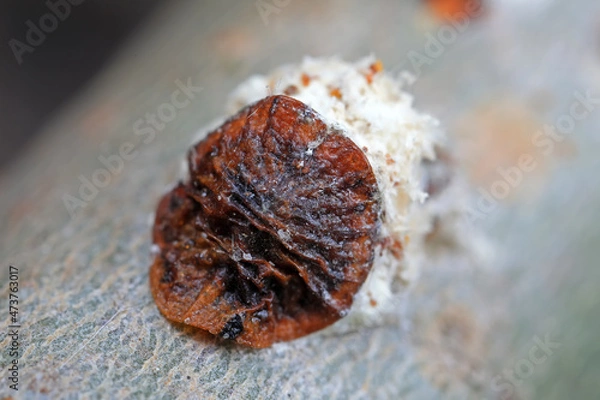 Fototapeta Scale insects on branches, North China