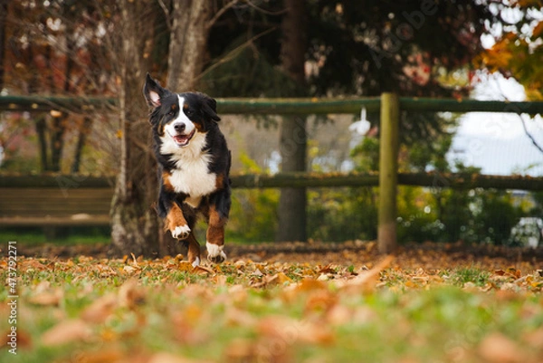 Obraz 秋のドッグパークで走るバーニーズマウンテンドッグ