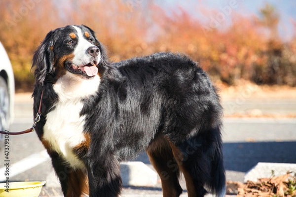 Obraz 秋の日差しを浴びるバーニーズマウンテンドッグ