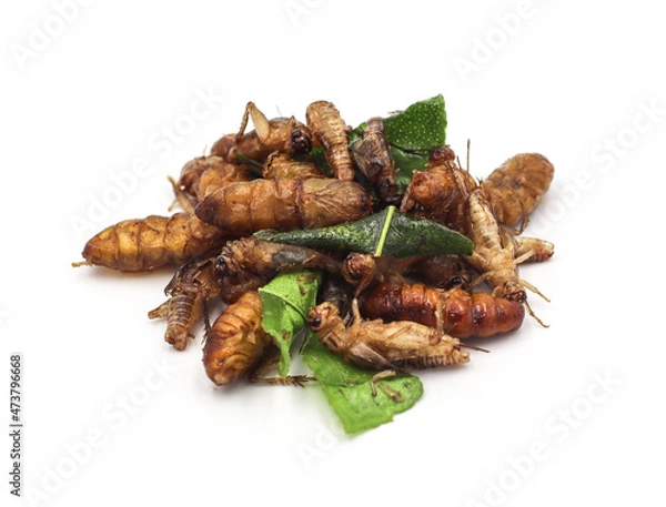 Fototapeta Fried insects. Fried crickets with grasshopper and kaffir lime leaves isolated on white background