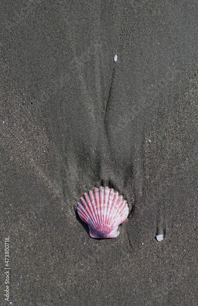 Obraz shell on the beach