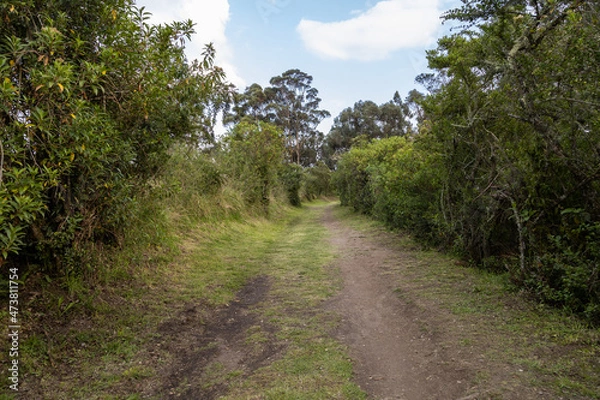 Fototapeta dirt road in the middle of a forest with trees and bushes on a sunny day, landscape with beauty of nature and empty tranquility