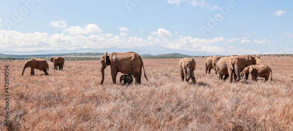 Obraz A breeding herd of Elephants with young calves grazing at Borana Lodge in Kenya