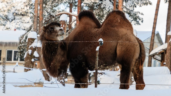 Obraz Camel in winter.