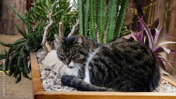 Obraz c
Cat in the garden