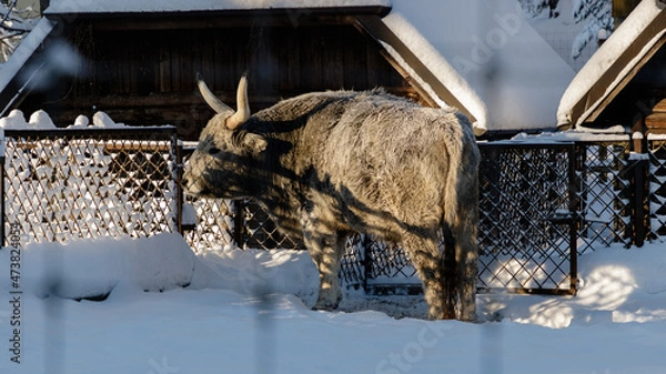 Obraz Cows in winter