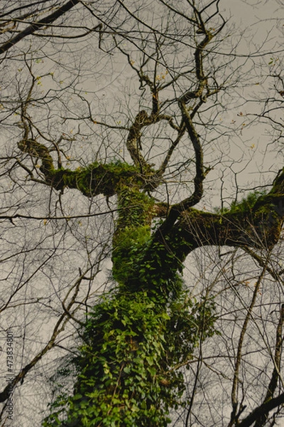 Obraz tree in the water