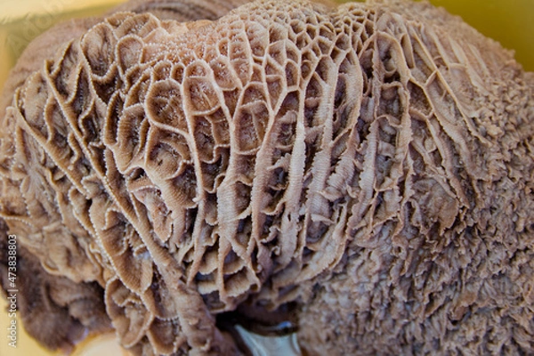 Obraz beef stomach book for mondongo