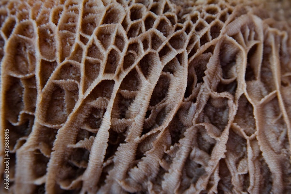 Obraz beef stomach for menudo 2