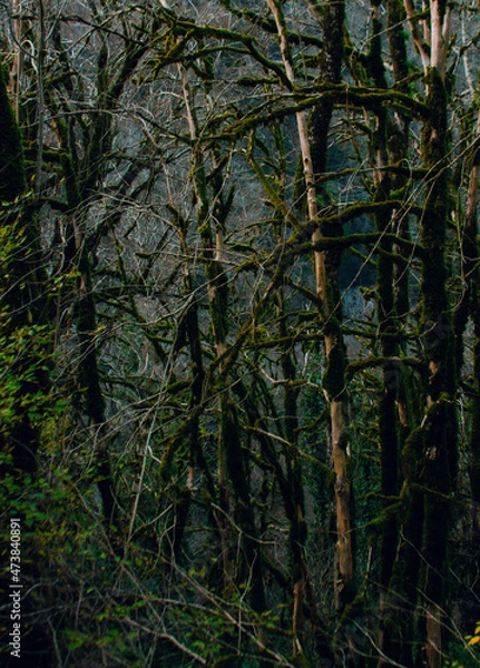 Obraz forest in autumn