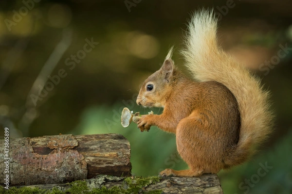 Fototapeta Red Squirrel (Sciurus vulgaris)