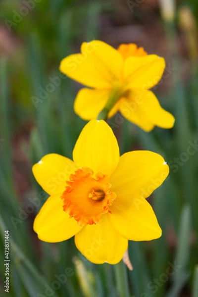 Obraz yellow daffodil flower