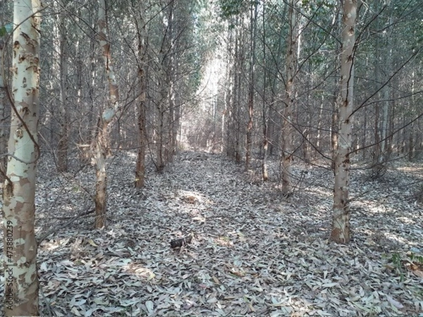 Obraz forest in autumn