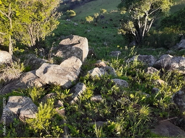 Obraz rocks in the grass