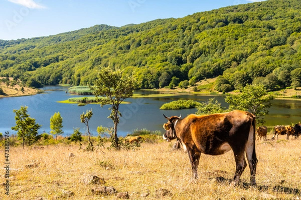 Fototapeta View of Biviere lake and grazing cows, Nebrodi National Park, Sicily, Italy